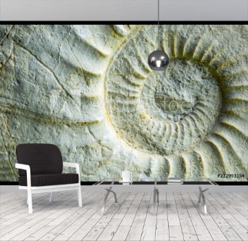 Picture of a fossil ammonite in a close-up
